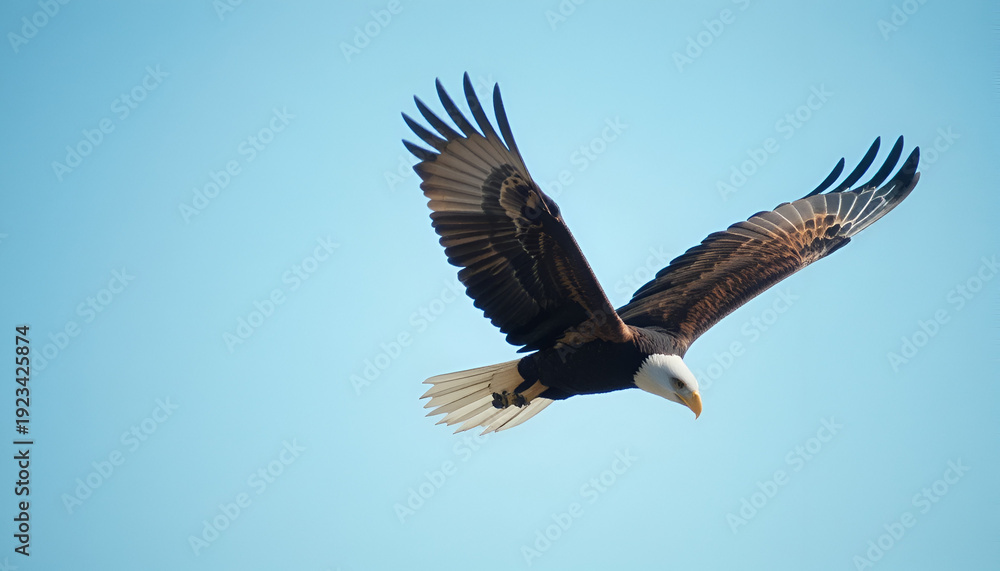 Obraz premium A majestic bald eagle soars through a clear blue sky with its wings spread wide.