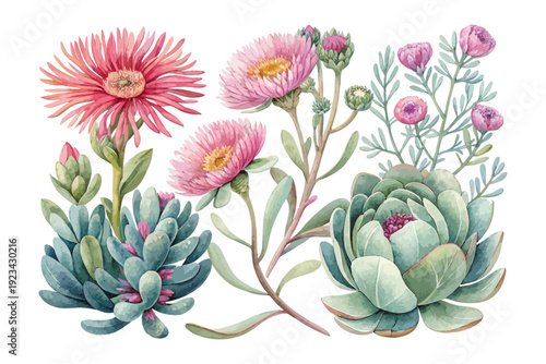 Ice Plant Watercolor Bloom, Colorful Succulent Botanical Illustration Isolated on White