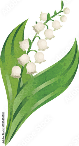 Lily of the Valley Flower Illustration. Vector Material for May Flowers, Plants, and Nature