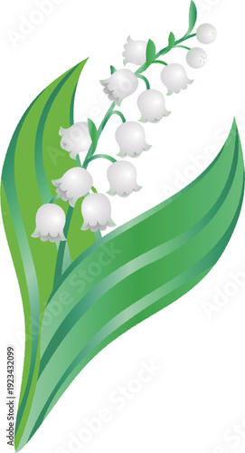 Lily of the Valley Flower Illustration. Vector Material for May Flowers, Plants, and Nature