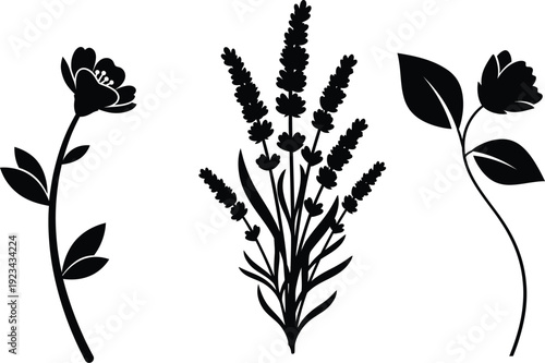 Black and white botanical illustrations of three plant species