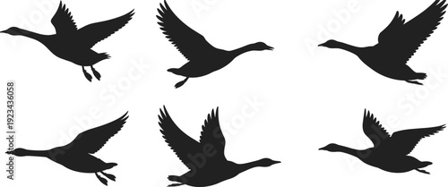 Flying duck silhouettes set in various wing positions isolated on white background wildlife bird vector illustration collection