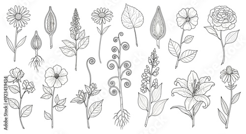 Detailed botanical illustration set of various flowers, leaves, and plant structures in line art style.