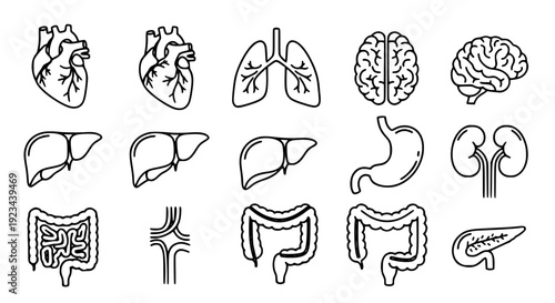 Human anatomy internal organs outline icon set vector