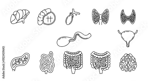 Human internal organs flat line icon set