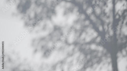 Shadow of tree branch sway in the wind on white wall background