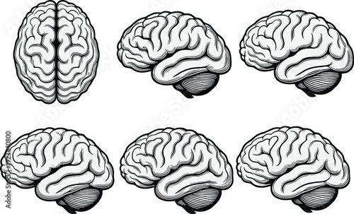Human brain anatomy illustration set, detailed hand drawn cerebral organ views isolated on white background medical science concept