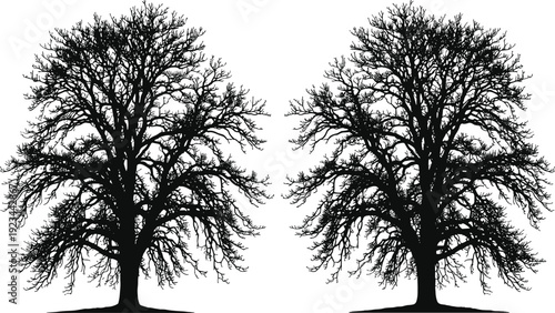 Leafless tree silhouettes set, detailed bare winter trees isolated on white background nature illustration