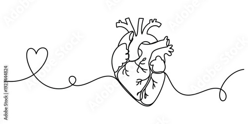 Continuous line drawing of a human anatomical heart and a stylized heart symbol on white.