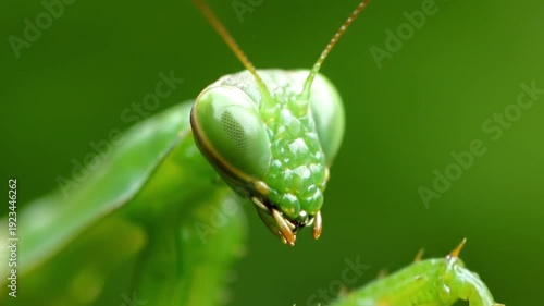 Close-up macro footage of a green praying mantis with detailed facial features and antennae, captured against a smooth green natural background.