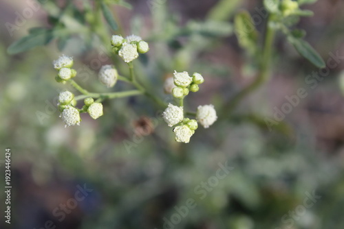 Konstfotografi Parthenium hysterophorus, Santa Maria feverfew or congress grass