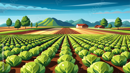 A fresh lettuce farm with rows of round green lettuce heads growing evenly across open farmland organized agricultural layout clean minimal vector illustration calm rural countryside