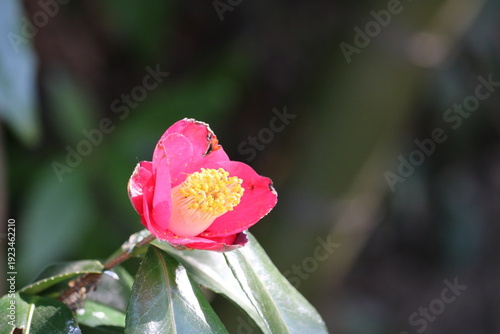 花びらが痛んだ椿　寒さに耐える冬の花　川沿いで