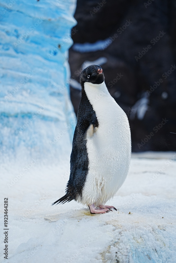 Obraz premium A lone Adélie penguin stands on icy snow before towering blue ice, capturing the quiet beauty of Antarctica.