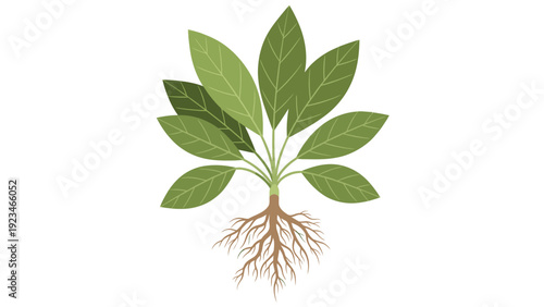 Illustration of a green plant with roots on a white background, showcasing leaves and soil.