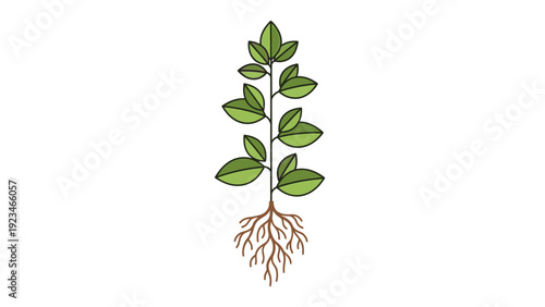 Illustration of a plant with green leaves and roots on a white background, showcasing its growth.