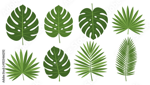 Collection of various green tropical leaves including monstera and palm on a white background in a flat lay composition with a natural and serene mood.