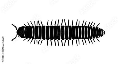 Black centipede insect with antennae.
