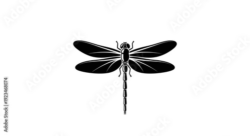 Black dragonfly with white details insect.