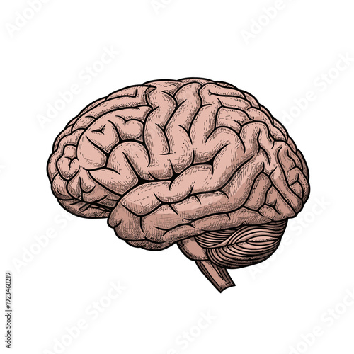Human brain anatomy in detail.