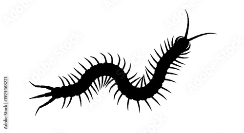 Black silhouette of a centipede insect.