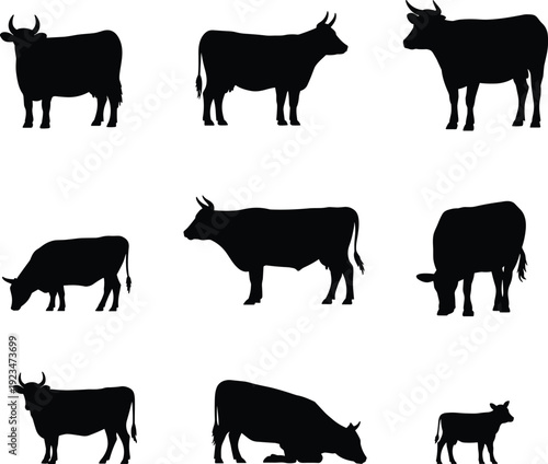 Set of cow silhouettes in different poses, black cattle farm animals isolated on white background flat vector illustration collection