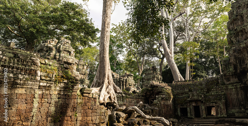 Giant tree roots growing over ancient stone walls of ta prohm temple ruins in jungle forest environment during day time
