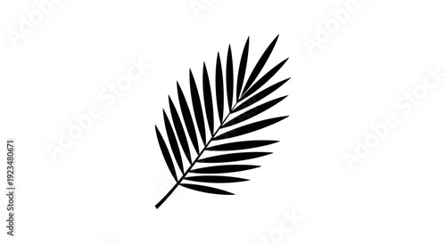 Cuadro en lienzo Black silhouette of a palm leaf.