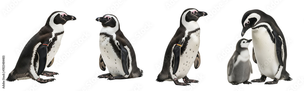Fototapeta premium A group of penguins standing together on a transparent background