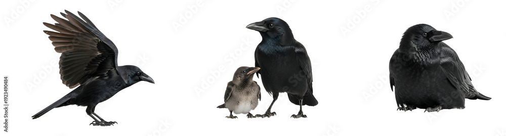 Fototapeta premium A group of crows and a small bird standing together on transparent background