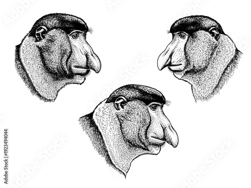 Proboscis monkey side profile engraving illustration bizarre wildlife