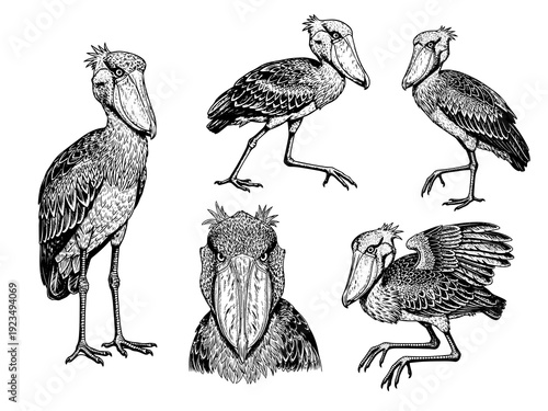 Shoebill stork front view engraving illustration prehistoric bird art