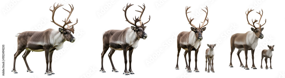 Obraz premium A group of reindeer standing together on transparent background