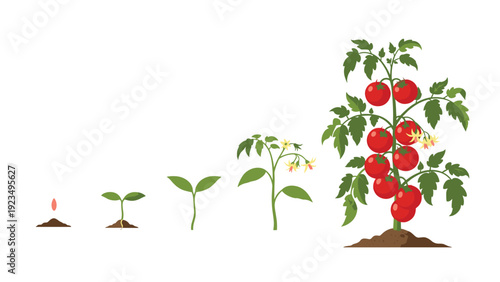 Educational diagram illustrates the complete life cycle of a tomato plant from a single seed to a mature fruit-bearing plant.