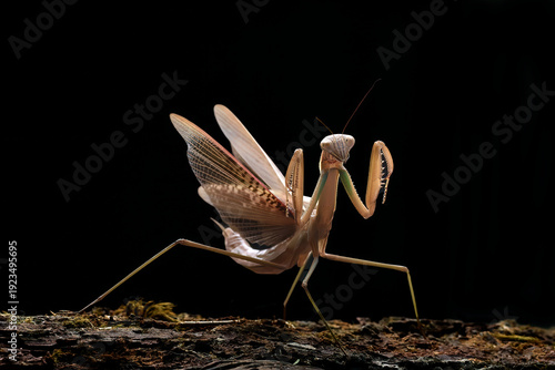 a praying mantis on a black background