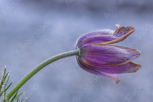 Pulsatilla vulgaris (pasqueflower) blooming with fuzzy stem and hairy petals