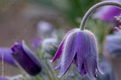 Pulsatilla vulgaris (pasqueflower) blooming with fuzzy stem and hairy petals