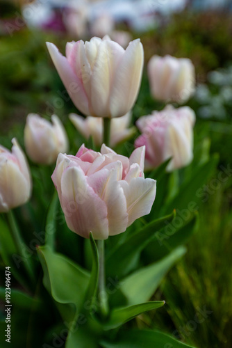 White and pink tulip flowers (Tulipa) blooming in a spring garden