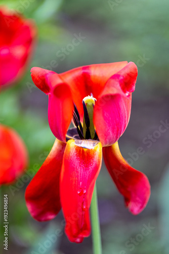 Red tulip flower (Tulipa) blooming in a spring garden with some petals hanging down