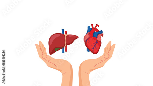 Pair of human hands gently holding anatomical illustrations of a heart and liver against a white background to represent health and donation.