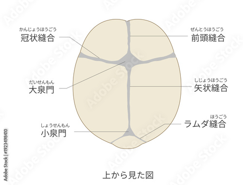 上から見た乳児（赤ちゃん）の頭蓋骨と縫合線と大泉門の解剖図日本語ラベル付き）
