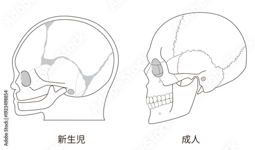 白黒線画　乳児（赤ちゃん）と大人の頭蓋骨の発達の違いを比較した解剖イラスト