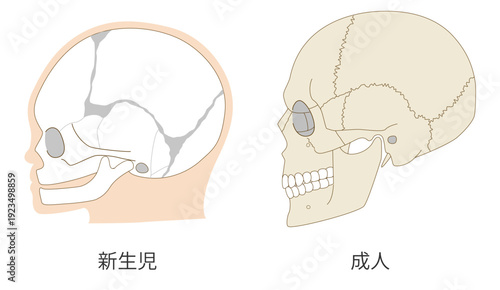 乳児（赤ちゃん）と大人の頭蓋骨の発達の違いを比較した解剖イラスト