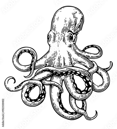 Detailed black and white octopus illustration with curled tentacles