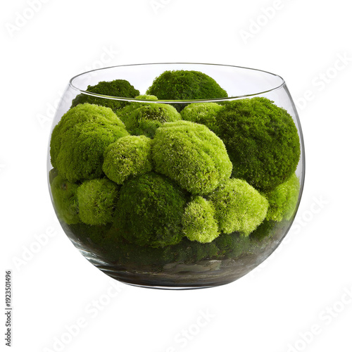 Green Moss Balls in Round Glass Bowl photo 4b65