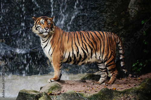 Tiger standing in front of waterfall