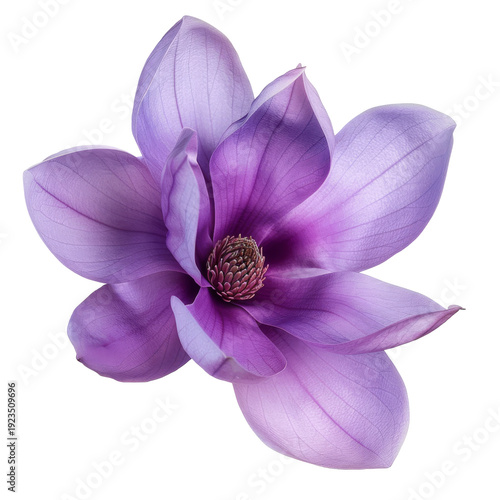 Purple Magnolia Flower Closeup Petals Blooming.