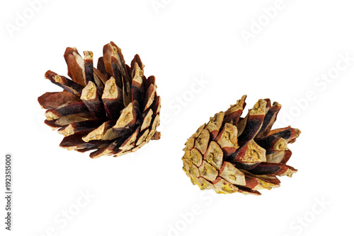 Two pine cones isolated on a white background