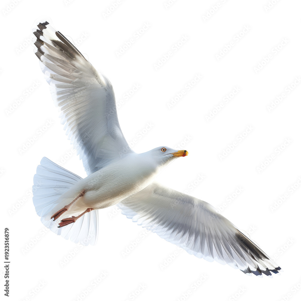Fototapeta premium Seagull Flying with Outstretched Wings in Air.