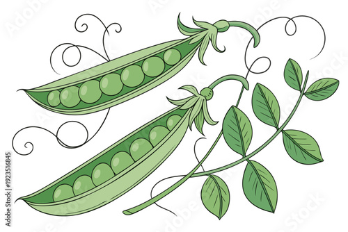 A vector graphic illustration of two green pea pods with leaves and vines on a white background